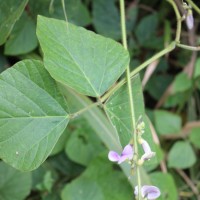 Neustanthus phaseoloides (Roxb.) Benth.